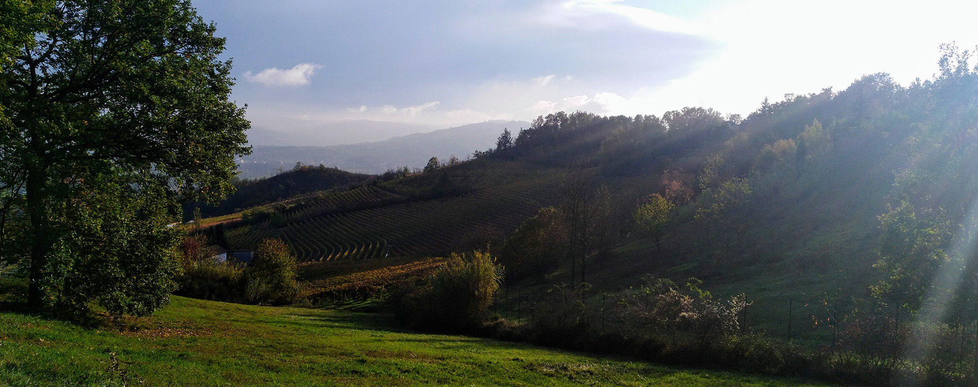collina verde