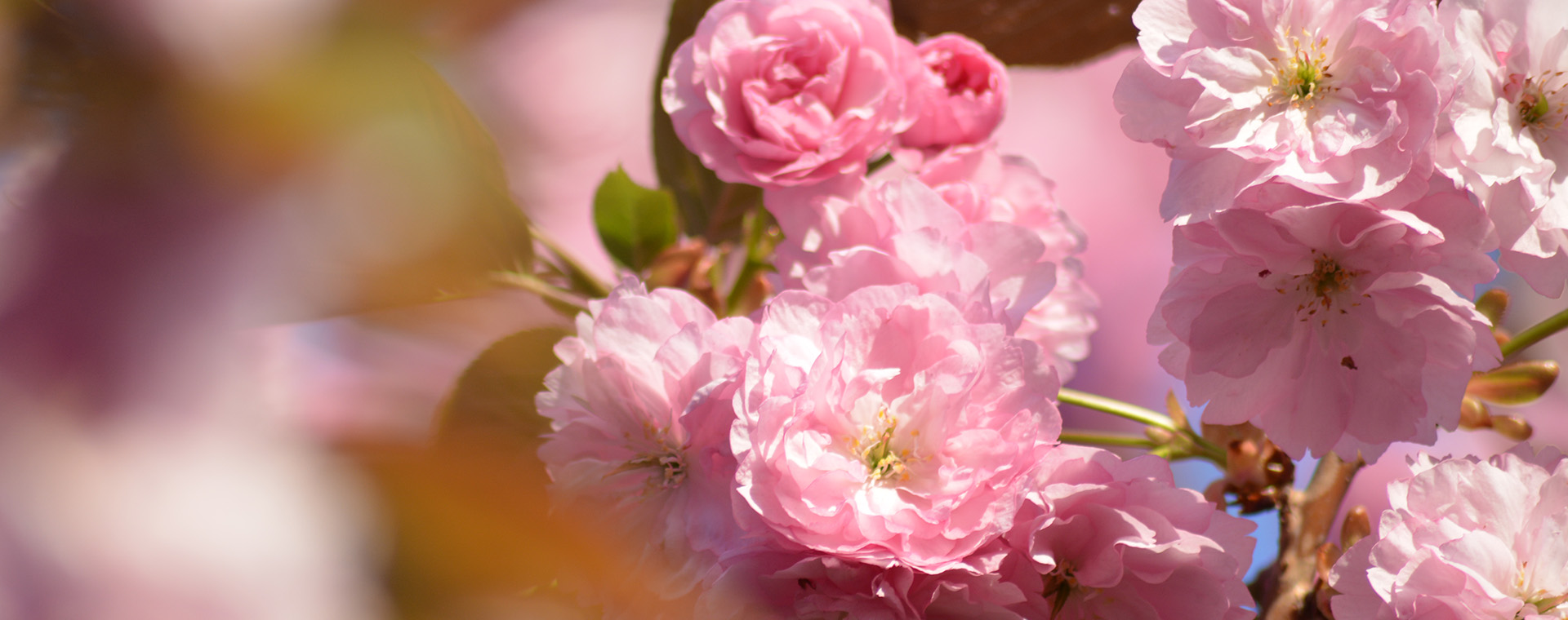 fiori rosa