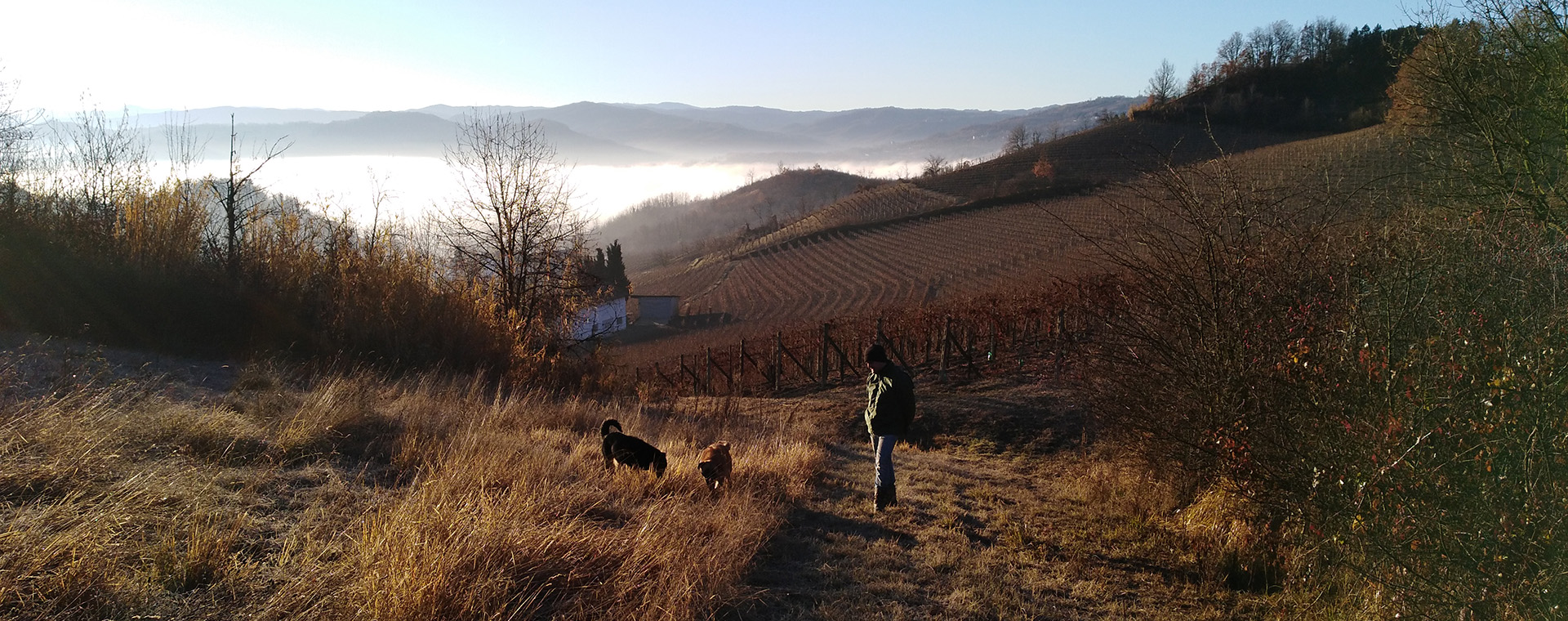 panorama con cani