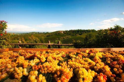 Passeggiata e visita alla Cantina Marenco